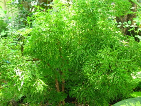 เล็บครุฑ