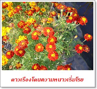 tagetes