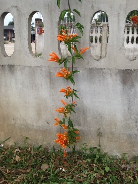 พวงแสด1