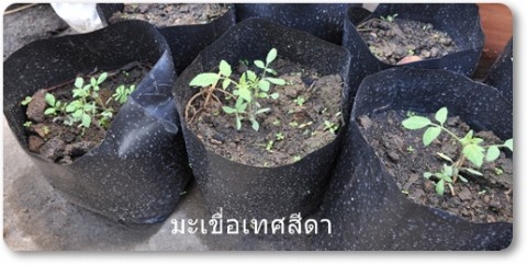 การบ้านป้าลัดบางส่วน