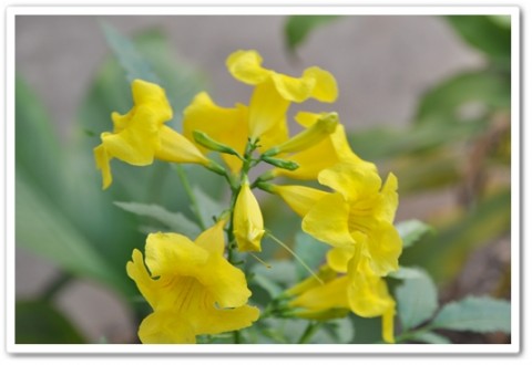 ดอกไม้กวาดค่ะ