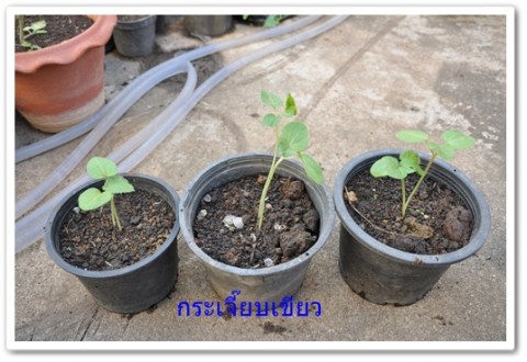 การบ้านป้าลัดบางส่วน