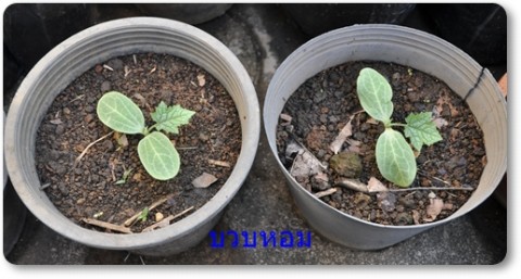 การบ้านป้าลัดบางส่วน