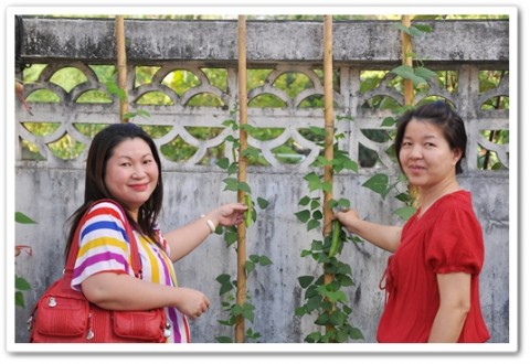 สองสาวเก็บถั่วพูไปด้วยจ๊ะ