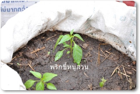 การบ้านป้าลัดบางส่วน