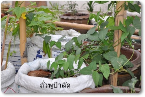 การบ้านป้าลัดบางส่วน