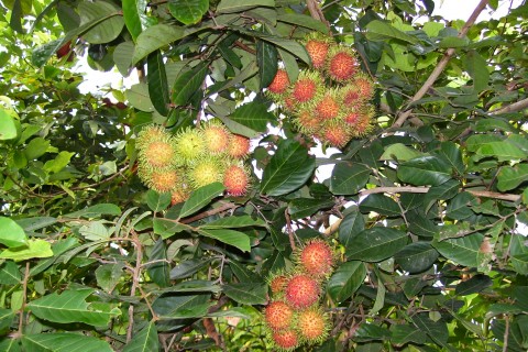 ดูกันจะๆ