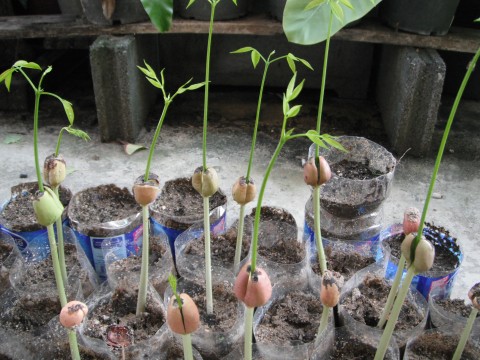 ต้นมะค่าโมงเพาะไว้ประมาณ 2 อาทิตย์ อีกภาพครับ