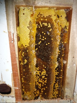 ผึ้งรังน้อย