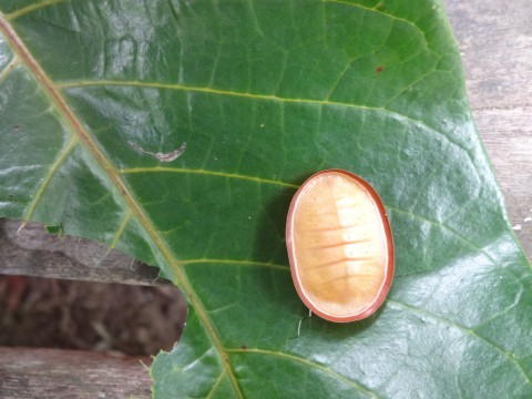 ตัวอะไรนะ