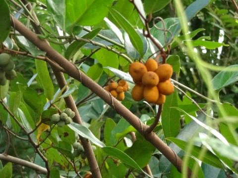 นมแมวข้าทาง