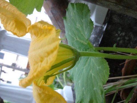 ดอกฟักทองตัวผู้