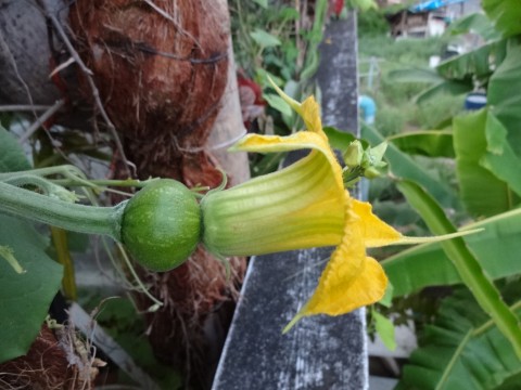 ดอกฟักทองตัวเมีย