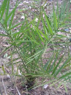 DSC03125 (Small).JPG