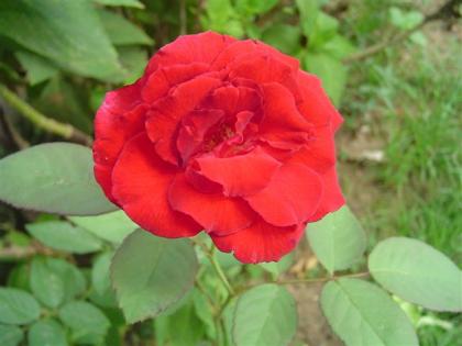 DSC03564 (Small).JPG