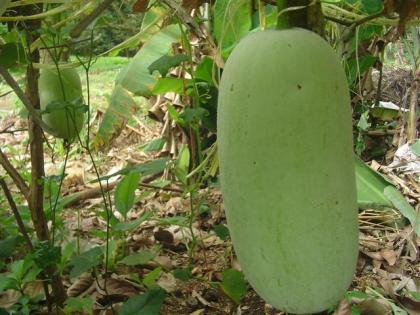 DSC04532 (Small).JPG