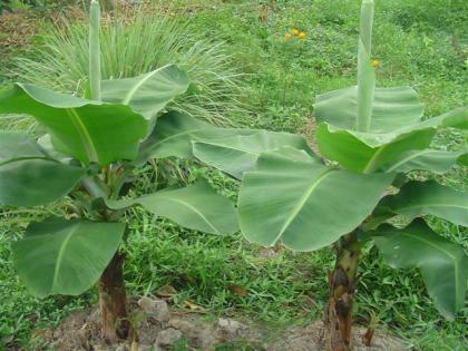 DSC04721 (Small).JPG