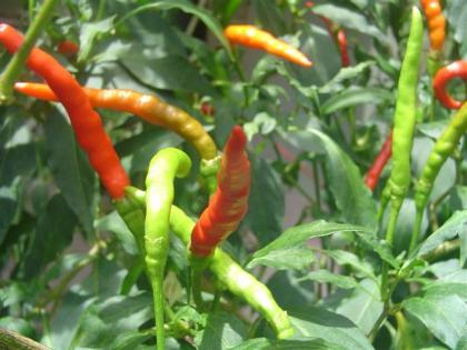 DSC04915 (Small).JPG