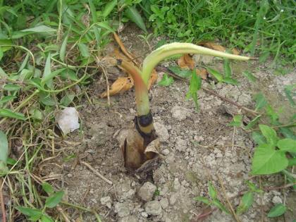 DSC04922 (Small).JPG