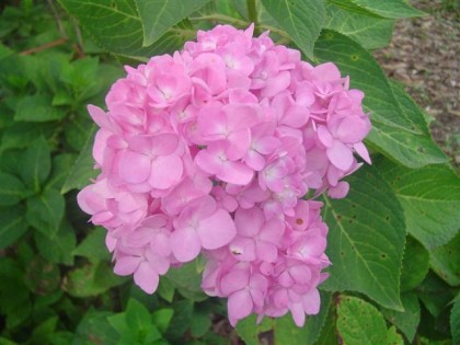 DSC05562 (Small).JPG