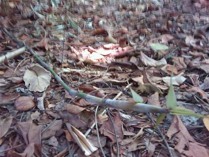 IMAG_0884 (Small) (Custom)_0.jpg