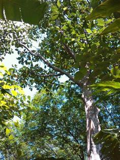 IMAG_0897 (Small) (Custom)_0.jpg