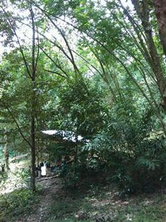 IMAG_1041 (Small) (Custom)_0.jpg