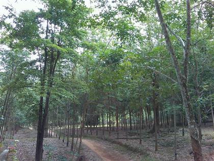 IMAG_1046 (Small) (Custom)_0.jpg