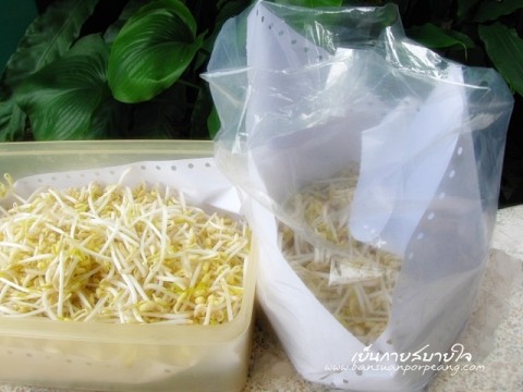 เก็บถั่วงอก
