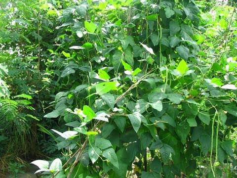 ถั่วฝักยาว