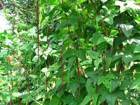 ถั่วฝักยาว