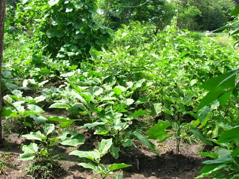 สวนครัว