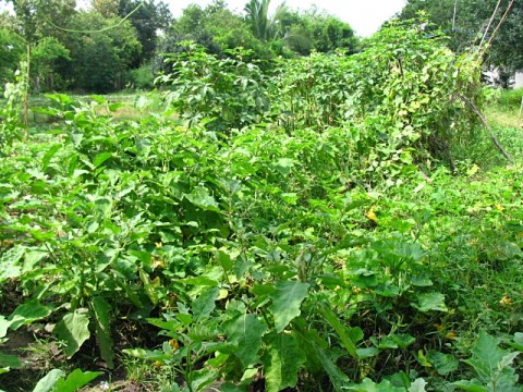 สวนครัว