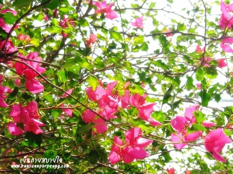 เหื่องฟ้า