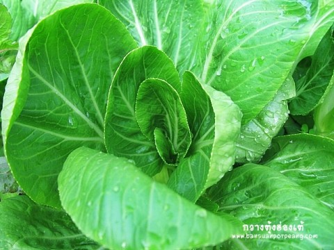 กวางตุ้งฮ่องเต้