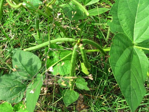 ถั่วเขียว