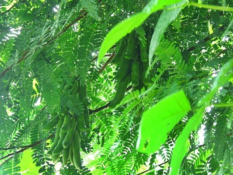 ถั่วครก