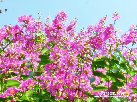 อินทนิล