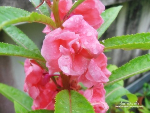 เทียนซ้อน