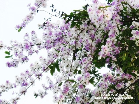 เสลา