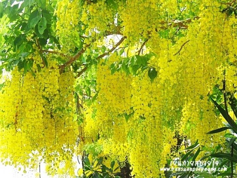 ราชพฤกษ์