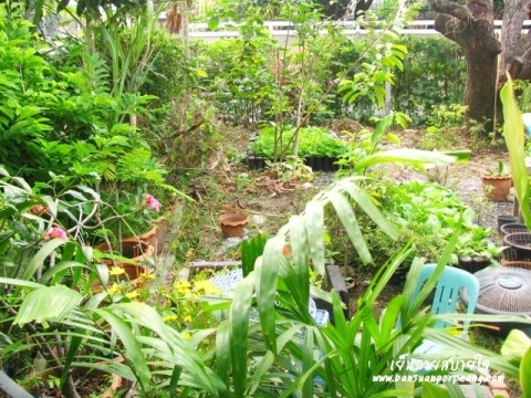 สวนครัว