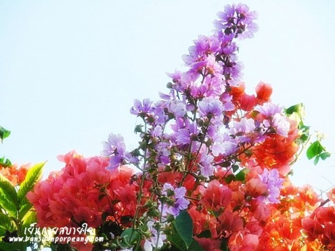 อินทนิล