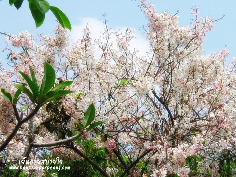 ชัยพฤกษ์