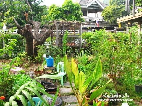 สวนครัว