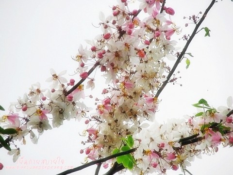 ชัยพฤกษ์