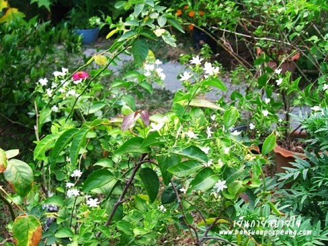 ดอกพุทธชาด