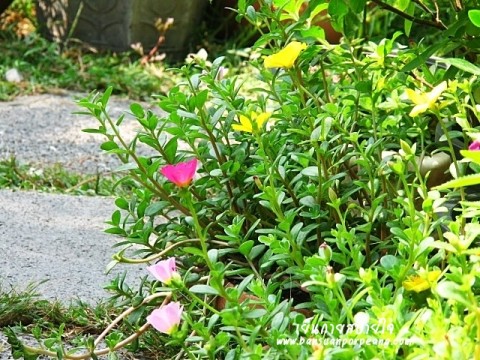 คุณนายตื่นสาย