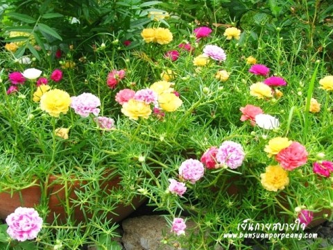 แพรเซี่ยงไฮ้