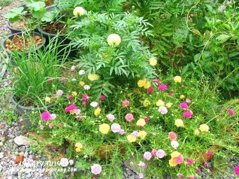 ดอกดาวเรือง